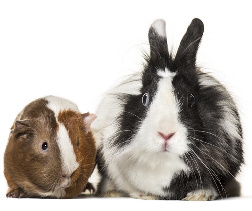 Je vhodné chovat králíka s morčetem?