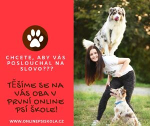 Výcvik psů online