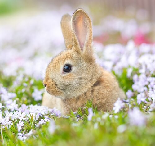 Toxicita repelentů u králíka